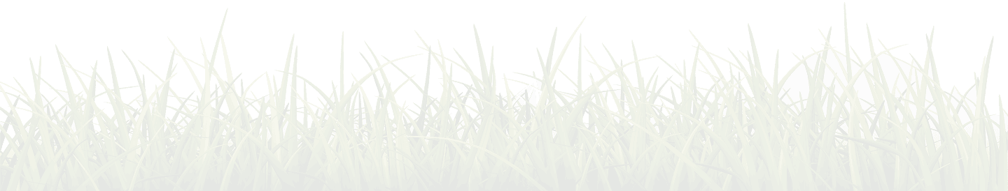 grass background